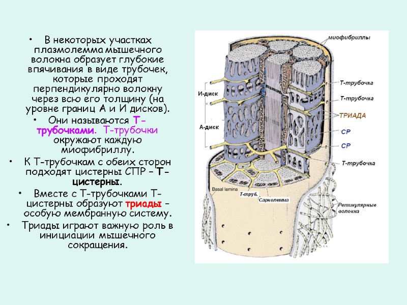 В некоторых участках плазмолемма мышечного волокна образует глубокие впячивания в виде трубочек, которые проходят